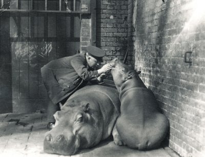 Common Hippos Jean and Jimmy with Keeper Ernie Bowman, at ZSL London Zoo, March 1927 by Frederick William Bond
